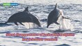 Scientists sound alarm as world's cutest dolphins face extinction
