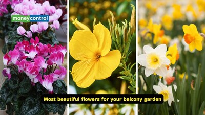 Gardening tips: Add these beautiful flowering plants to your balcony garden (Images: Canva)
