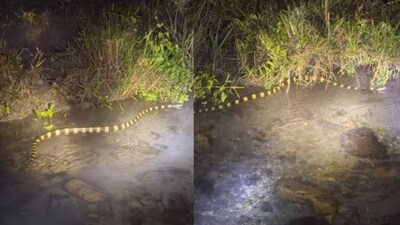 Deadly banded krait spotted during night patrol, IFS officer shares video