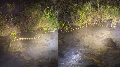 Deadly banded krait spotted during night patrol, IFS officer shares video