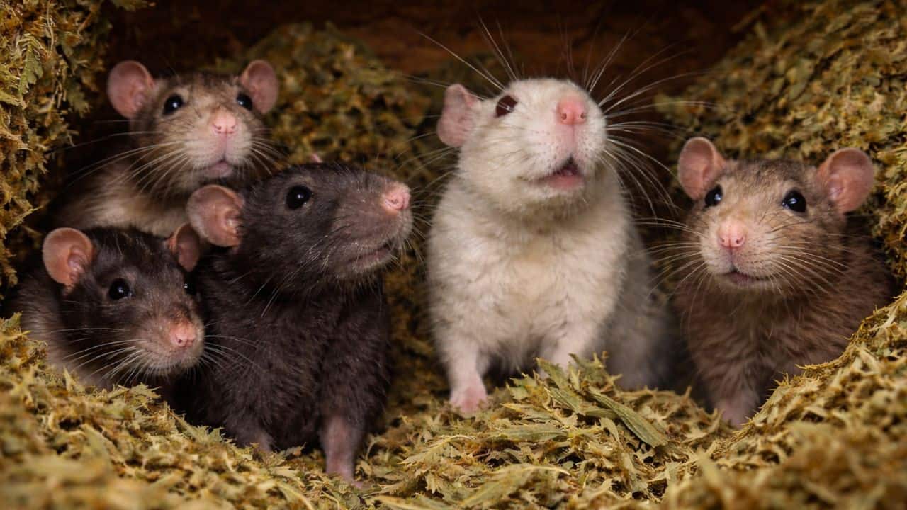 'Rats ate 200 kg ganja': Jharkhand court acquits prime accused after bizarre police claim