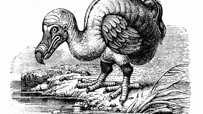 After Years Feared Lost, Dodo’s Last Living Relative Seen Again in Wild Rainforest (Image: Canva)