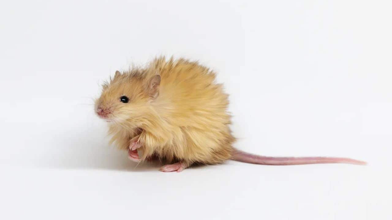 From bone-wearing caterpillars to new colours: Science’s 11 strangest discoveries of 2025