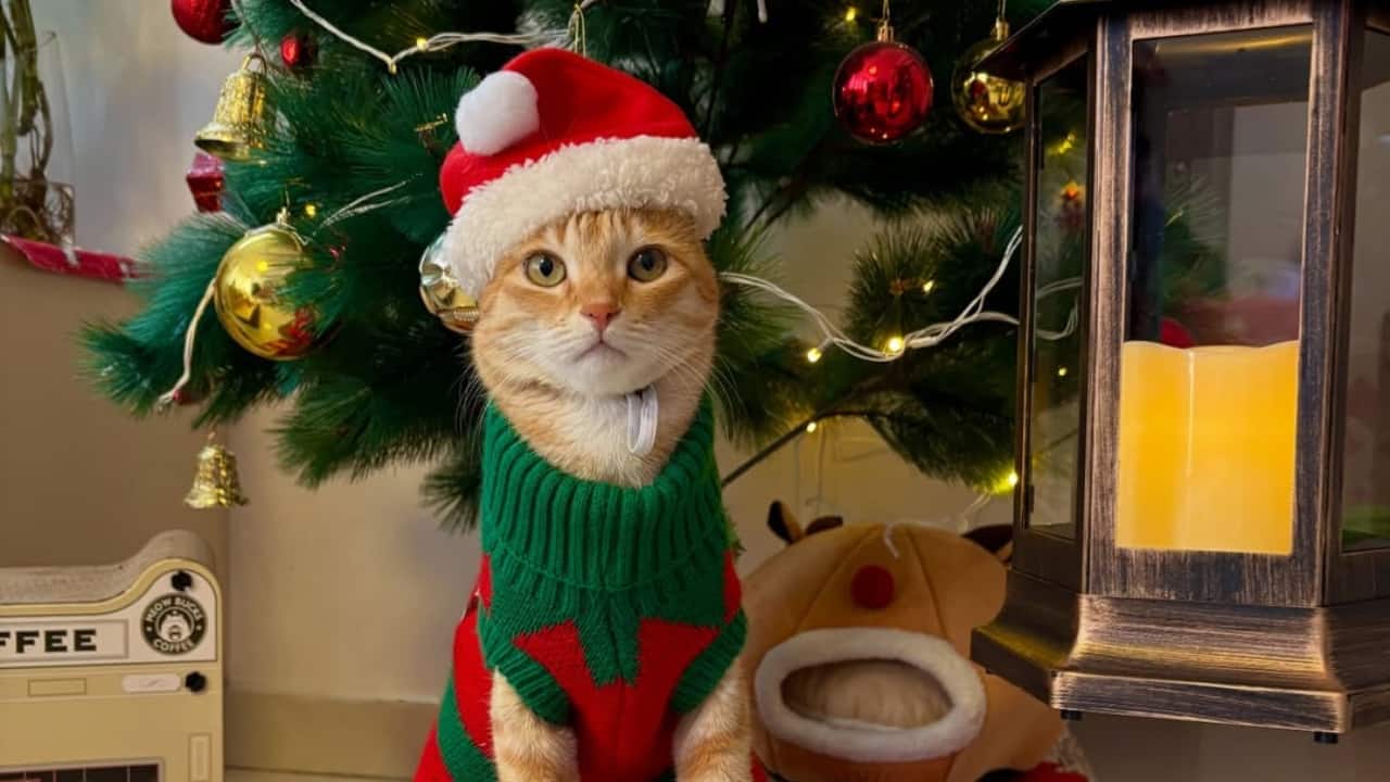 This Gurgaon cat influencer’s earnings might tempt you to become one too