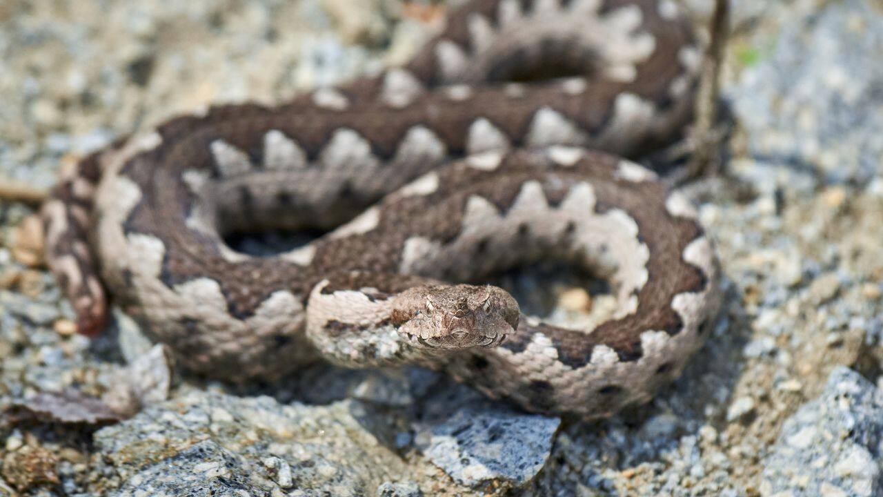 Fact vs Fear: Spain has 11 snake species, but are they truly dangerous?