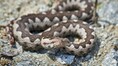 Fact vs Fear: Spain has 11 snake species, but are they truly dangerous?