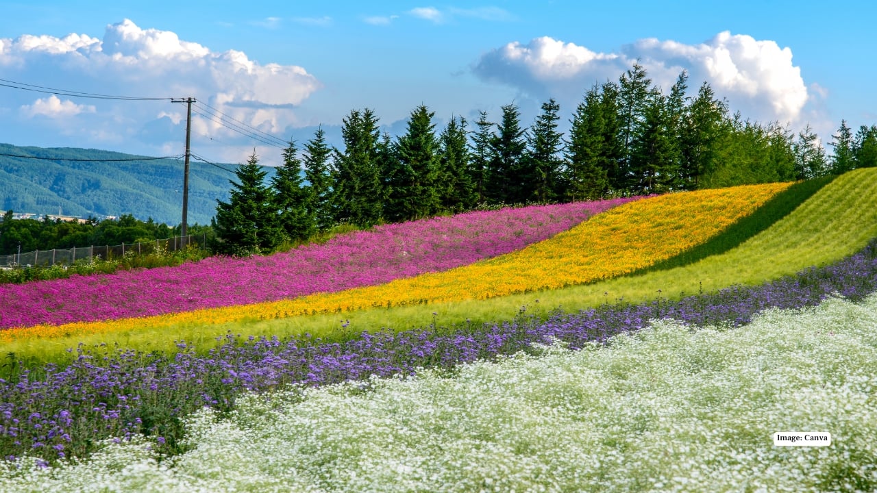 4. Furano Furano is a postcard brought to life. In summer, rolling fields burst into shades of purple, pink, and yellow as lavender and wildflowers bloom across the countryside. Farm Tomita is the star attraction, but the entire region feels gently cinematic. Come winter, Furano swaps flowers for snow, becoming a quieter ski destination with fewer crowds and stunning alpine scenery. Local produce—especially melons, cheese, and wine—is another reason to linger. Seasonal highlight: Mid-July for peak lavender season. 4. Furano Furano is a postcard brought to life. In summer, rolling fields burst into shades of purple, pink, and yellow as lavender and wildflowers bloom across the countryside. Farm Tomita is the star attraction, but the entire region feels gently cinematic. Come winter, Furano swaps flowers for snow, becoming a quieter ski destination with fewer crowds and stunning alpine scenery. Local produce—especially melons, cheese, and wine—is another reason to linger. Seasonal highlight: Mid-July for peak lavender season.