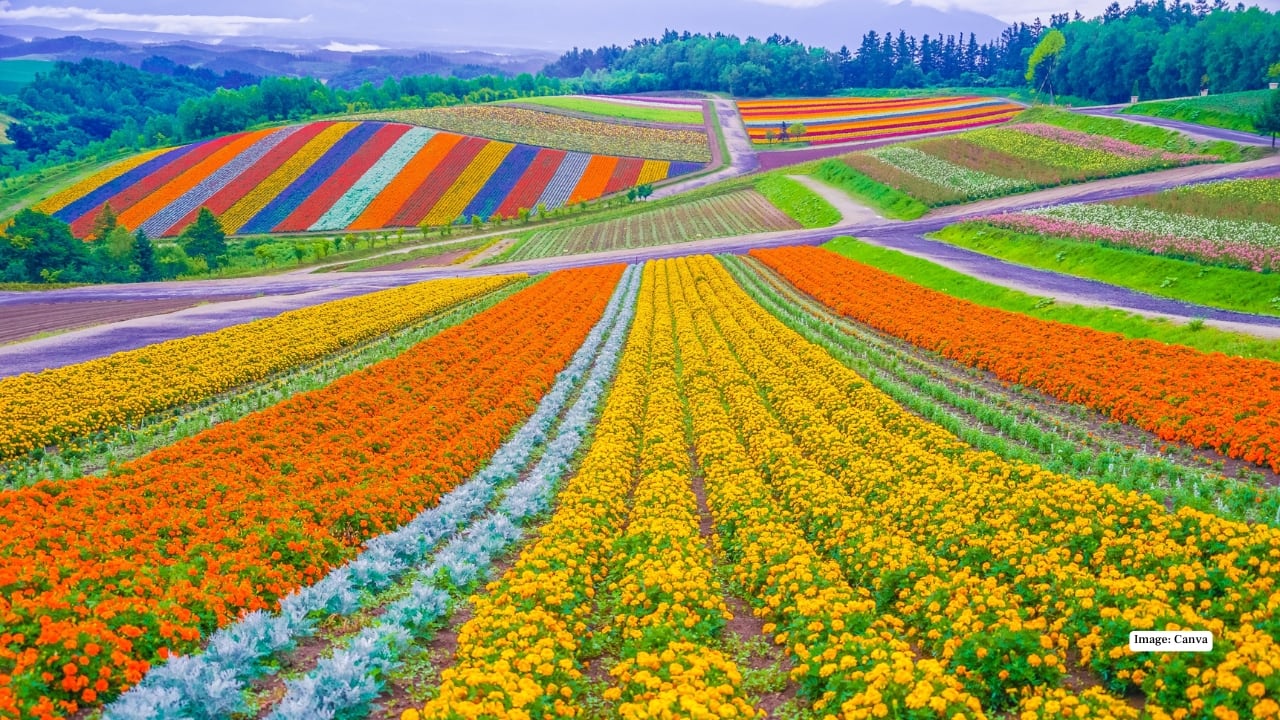 Hokkaido isn’t about rushing from one attraction to the next. It’s about long drives, quiet moments, changing skies, and landscapes that make you pause. Whether you’re chasing powder snow, lavender fields, volcanic lakes, or untouched coastlines, Hokkaido offers a version of Japan that feels spacious, soulful, and unforgettable. Hokkaido isn’t about rushing from one attraction to the next. It’s about long drives, quiet moments, changing skies, and landscapes that make you pause. Whether you’re chasing powder snow, lavender fields, volcanic lakes, or untouched coastlines, Hokkaido offers a version of Japan that feels spacious, soulful, and unforgettable.