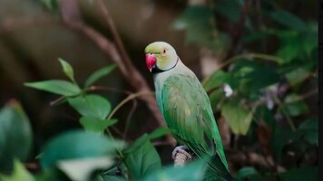 200 parrots die on Narmada banks in Madhya Pradesh, probe underway