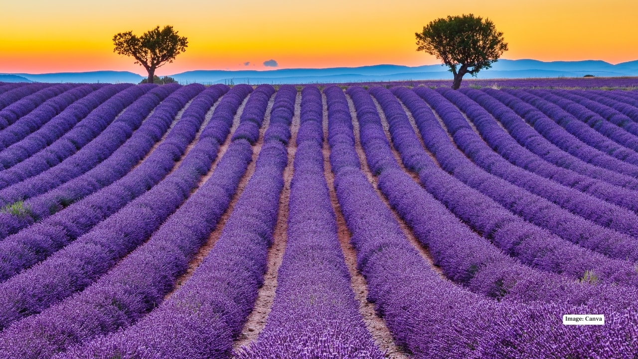 2. Lavender fields of Provence, France Every summer, Provence turns a shade of purple so vivid it barely feels real. Lavender fields ripple across rolling hills, their fragrance drifting through warm air as stone villages glow in soft sunlight. Early mornings bring mist and magic, while evenings bathe the fields in honey-coloured light. It’s a destination that engages every sense—and one that lingers long after you leave. Best time to visit: Late June to mid-July