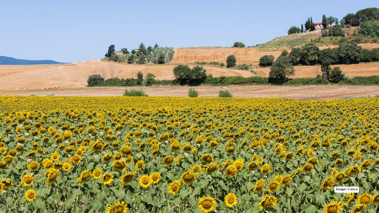 3. Sunflower fields of Tuscany, Italy Tuscany’s fame usually belongs to vineyards and medieval towns, but in July, sunflower fields steal the spotlight. Bright yellow blooms rise against olive groves, winding roads, and terracotta rooftops, adding bold colour to an already romantic landscape. The sight of sunflowers turning their faces toward the Italian sun feels timeless, like stepping into a classic painting. Best time to visit: July