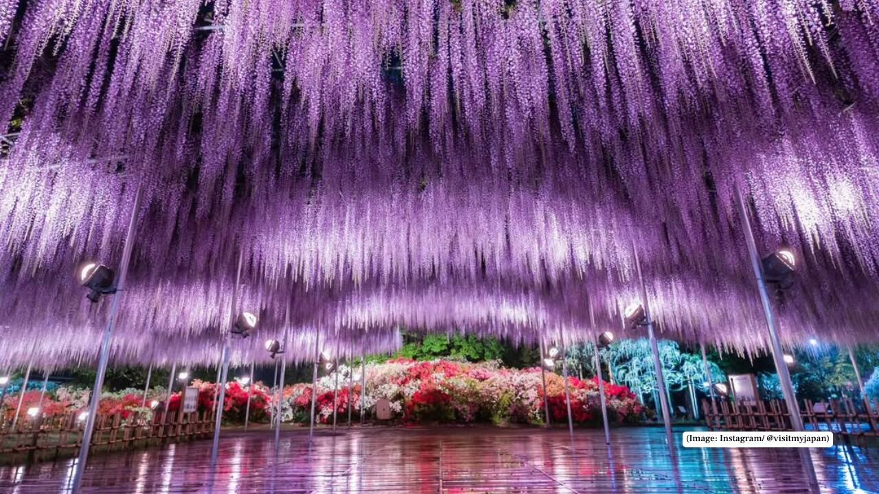 4. Ashikaga Flower Park, Japan In spring, Ashikaga Flower Park becomes one of Japan’s most dreamlike destinations. Cascading wisteria tunnels bloom in shades of violet, pink, white, and soft blue, draping overhead like floral waterfalls. At night, subtle lighting turns the park into a glowing fantasy, where flowers feel suspended in mid-air. Best time to visit: April to May