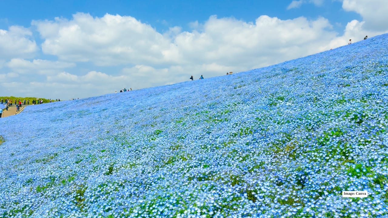 5. Hitachi Seaside Park, Japan Few places in the world celebrate seasonal flowers quite like Hitachi Seaside Park. In spring, rolling hills turn electric blue with millions of nemophila flowers. Come autumn, fiery red kochia bushes reshape the landscape entirely. Each season offers a new personality, making repeat visits feel like discovering a different park altogether. Best time to visit: April for nemophila
