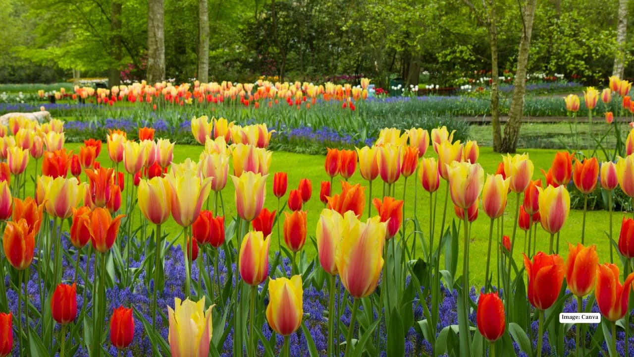 6. Keukenhof Gardens, Netherlands Known as the “Garden of Europe,” Keukenhof is spring on a grand scale. Millions of tulips bloom in perfect symmetry—bold reds, sunny yellows, soft pastels, and dramatic purples. Carefully designed pathways, ponds, and pavilions make walking through Keukenhof feel like moving through a living art exhibition. Best time to visit: March to May