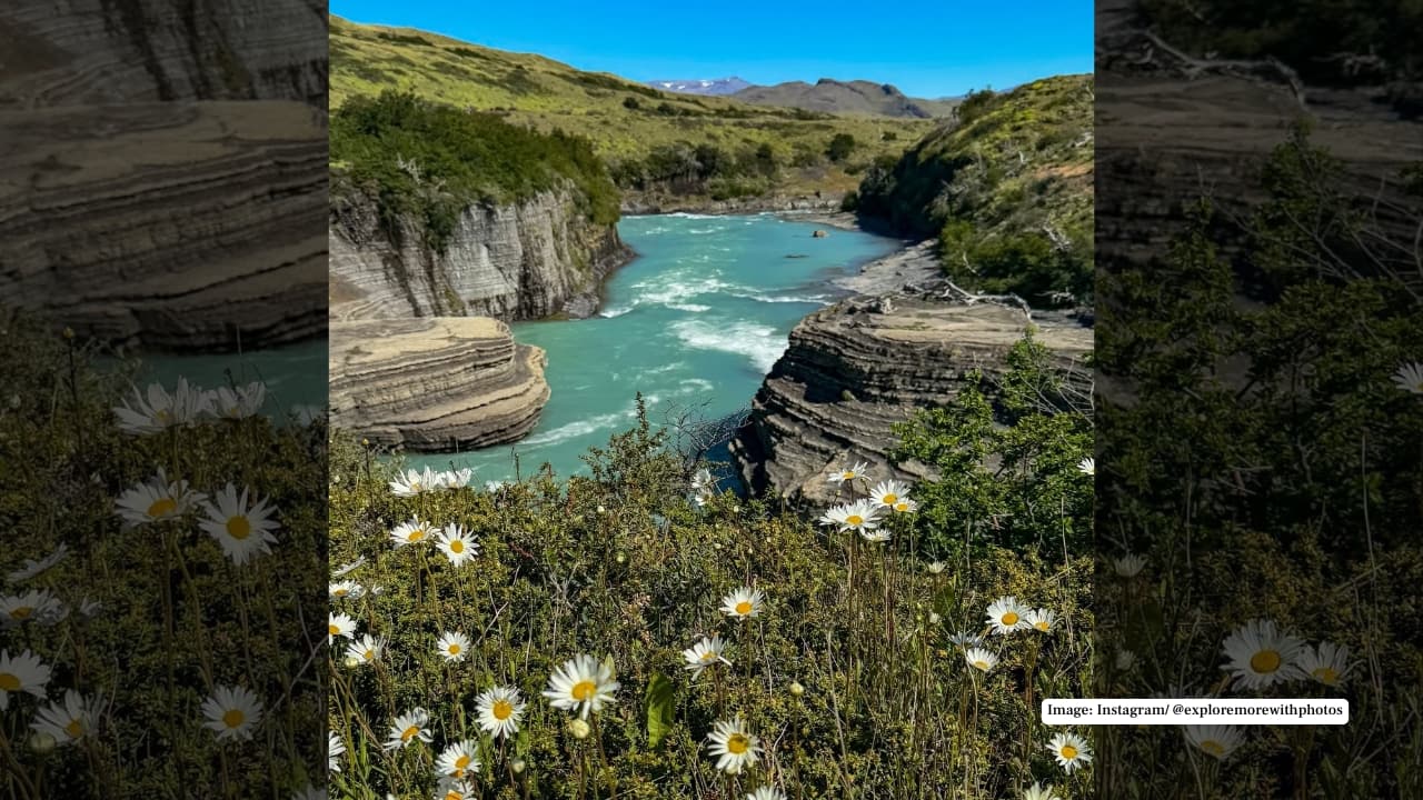 7. Daisy flower fields, Torres del Paine National Park, Chile In the vast wilderness of Patagonia, delicate white daisies bloom against an extraordinary backdrop of glaciers, lakes, and jagged mountain peaks. The contrast is breathtaking—soft flowers swaying in the wind beneath towering granite spires. It’s raw, remote, and wildly beautiful, offering a floral experience far removed from manicured gardens. Best time to visit: November to January