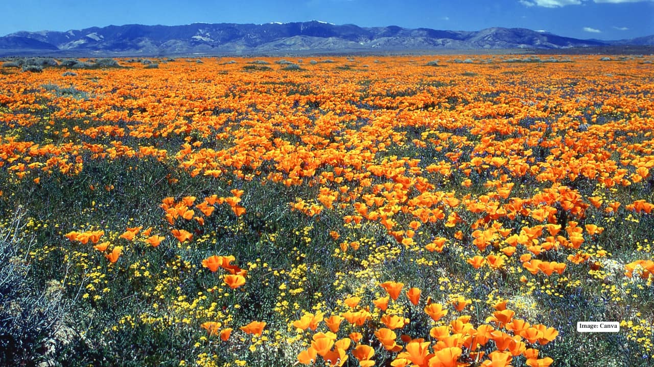 8. Antelope Valley California Poppy Reserve, USA When winter rains bless California’s deserts, the hills of Antelope Valley burst into vivid orange. Thousands of poppies blanket the land, glowing brightest during golden hour when sunlight deepens their colour. The scene feels almost unreal—like a desert briefly borrowing spring’s brightest brush. Best time to visit: March to April