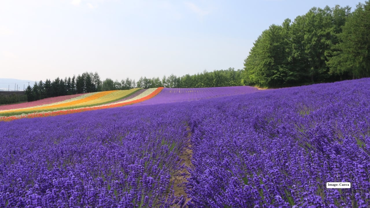 9. Furano flower fields, Hokkaido, Japan Furano is famous for its perfectly striped flower fields—bands of lavender, poppies, sunflowers, and lilies stretching across gentle slopes. With farmland below and mountains rising beyond, the colours feel both playful and grand. Summer here is short, making every bloom feel precious. Best time to visit: July