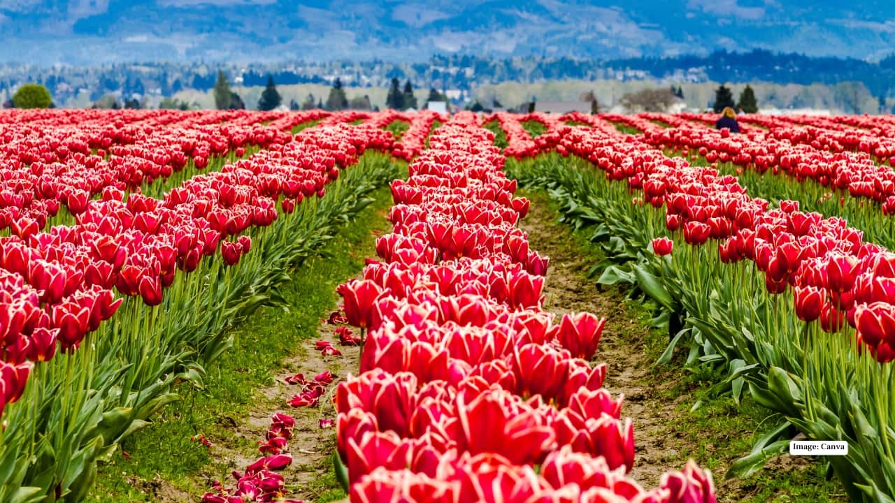 10. Skagit Valley tulip fields, Washington, USA Each spring, Skagit Valley transforms into a mosaic of colour. Rows of tulips bloom in vibrant reds, pinks, yellows, and purples, framed by snow-dusted mountains and open skies. The combination of farmland, flowers, and fresh spring air makes this one of North America’s most striking floral displays. Best time to visit: April