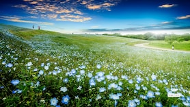 These 11 flower-filled places look too beautiful to be real—but they are