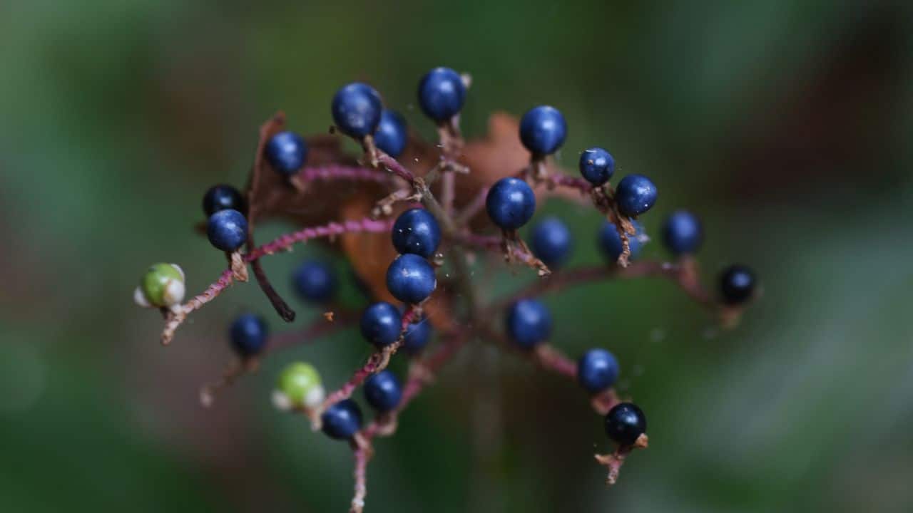 This ‘blue marble’ fruit isn’t blue at all and its optical trick is stunning