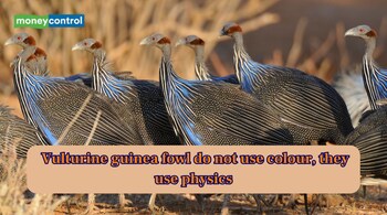 The vulturine guinea fowl’s electric blue feathers are not pigments. (Image: Canva)