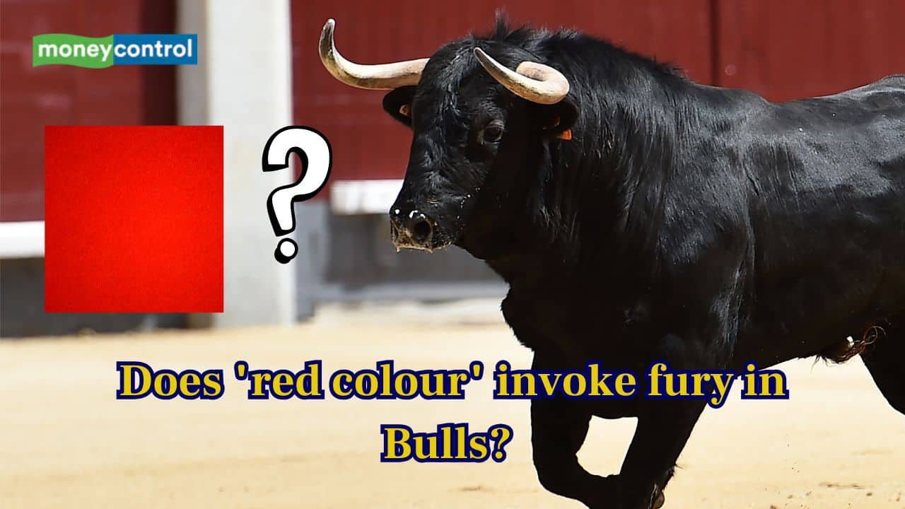 Does "red colour" invoke fury in Bulls? Science Explained Simply