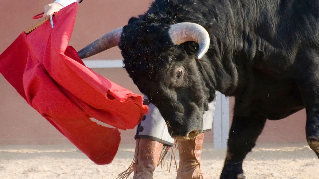 The bull is not reacting to red colour at all. Instead, it is responding to something far simpler. (Image: Canva)