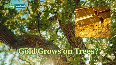 Scientists discovered microscopic gold forming inside tree needles. (Image: Canva)