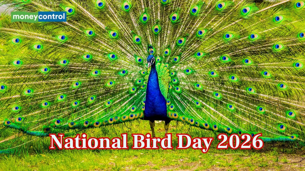 National Bird Day 2026: History, Significance and How to Celebrate