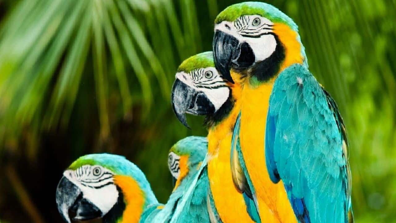 National Bird Day in India focuses on raising awareness about bird conservation. (Image: Canva)