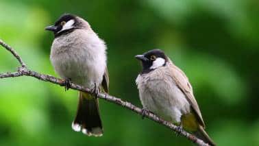 Set up birdhouses or water bowls to attract native species. (Image: Canva)