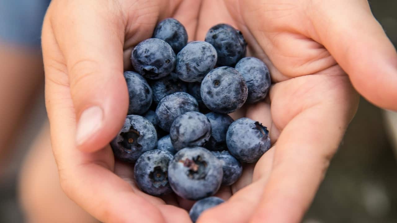 Grow blueberries in your home garden with these easy tips