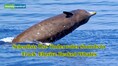 Scientists use underwater sounds to track ocean’s most elusive whales