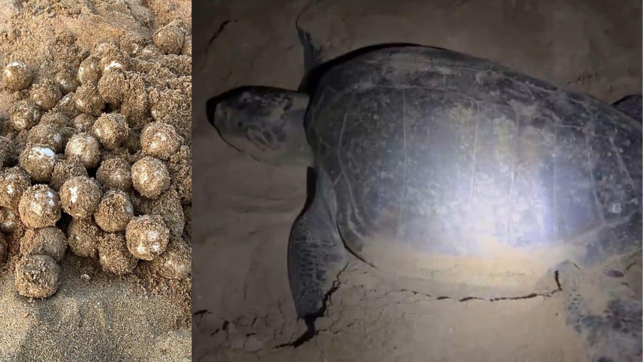 Chennai’s Marina beach records first set of "Olive Ridley eggs" in 2026