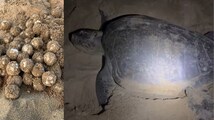 Chennai’s Marina beach records first set of 'Olive Ridley eggs' in 2026