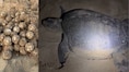 Chennai’s Marina beach records first set of 'Olive Ridley eggs' in 2026