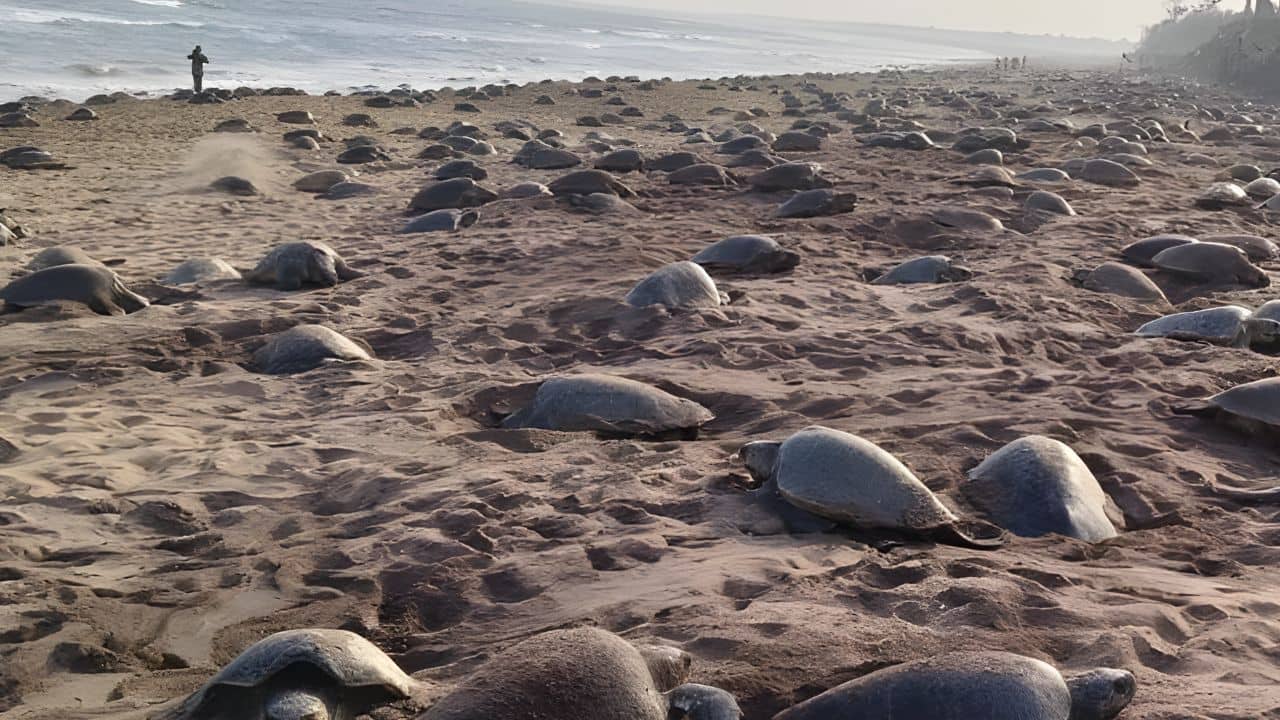 Olive Ridleys usually come ashore in synchronised “arribadas". (Image: Canva)