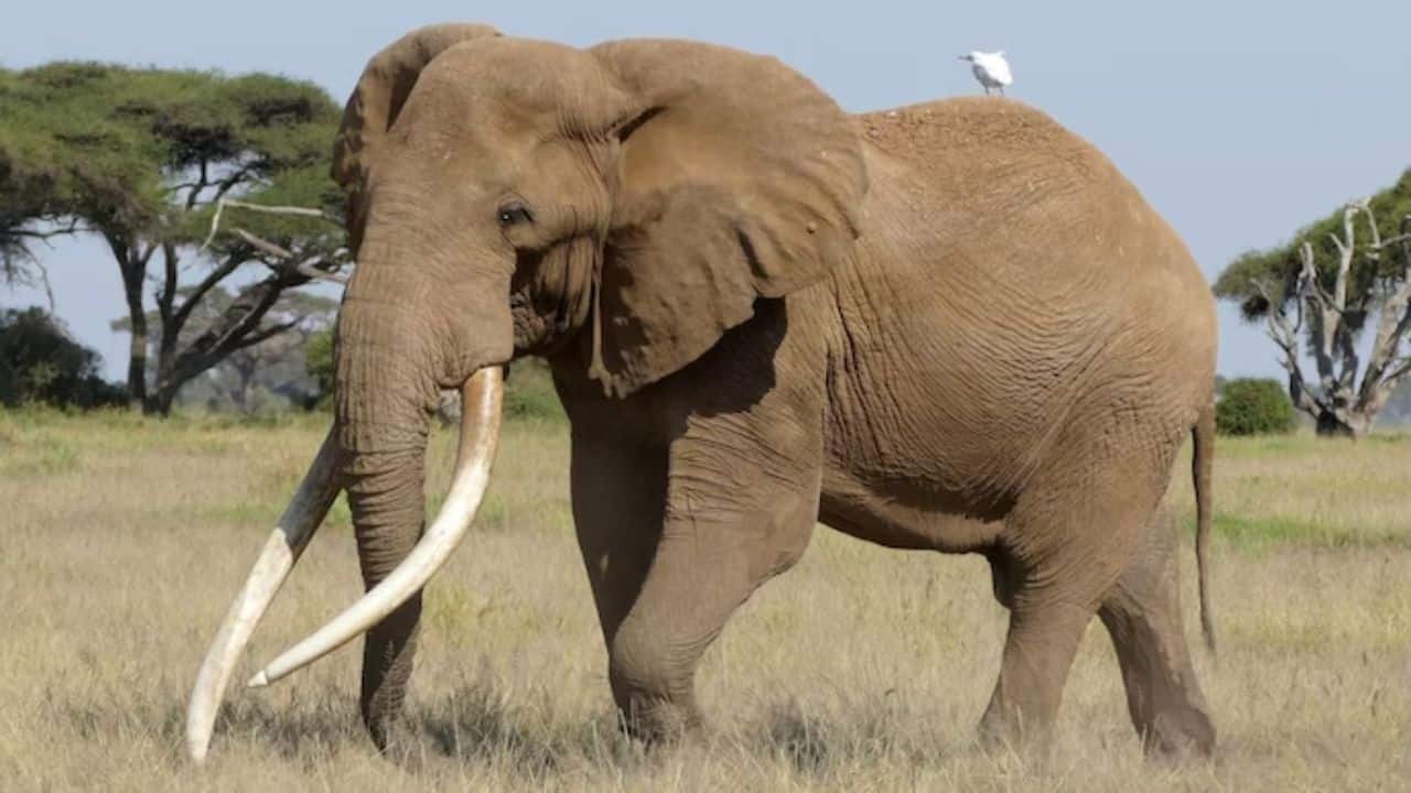 Savannah’s legendary super-tusked elephant dies, leaving a towering conservation legacy