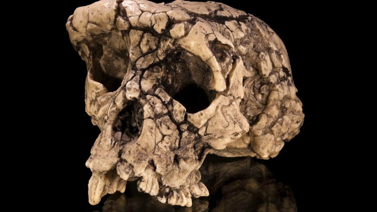 First steps in human history: 7-million-year-old Sahelanthropus fossils suggest early upright walking