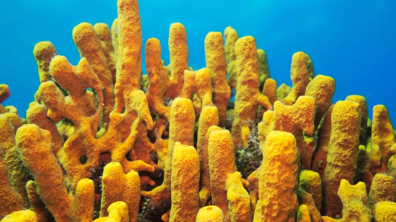 Sponges (Image: Canva)