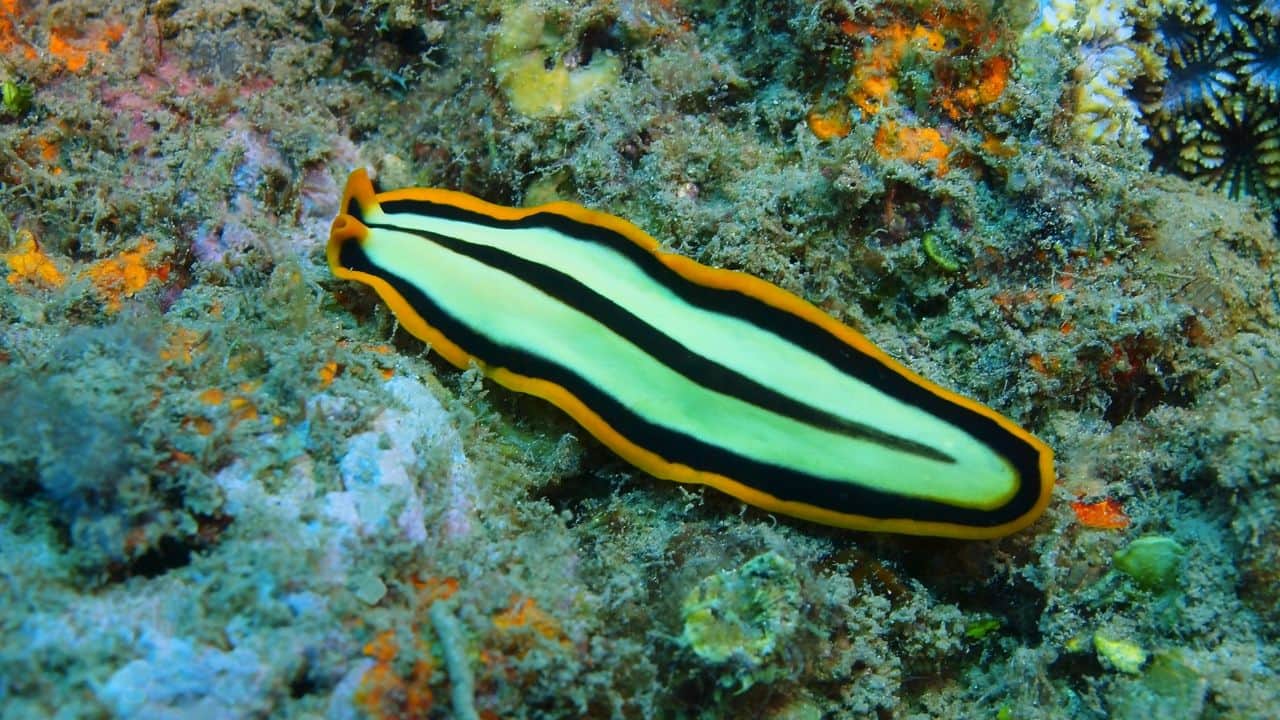 Flatworms (Image: Canva)