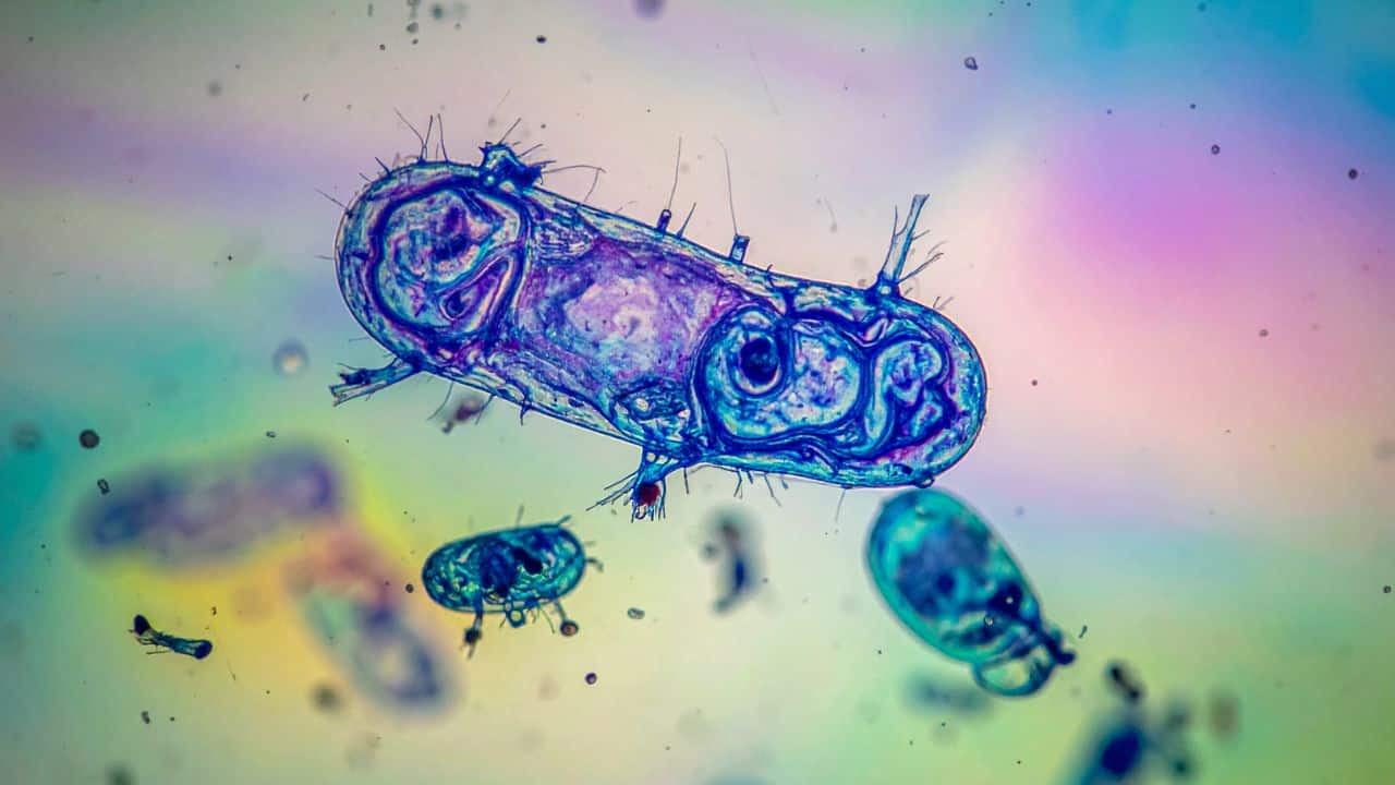 Tardigrades (Image: Canva)
