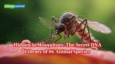 Was "Jurassic Park" right? Mosquitoes can carry entire libraries of animal DNA