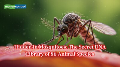 A new study shows mosquitoes collect DNA from nearly every animal they bite. (Image: Canva)