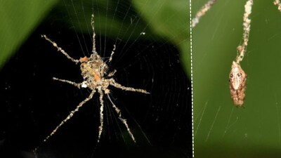 Cyclosa spiders are building giant decoys of themselves for their survival. (Image: Olah et al)