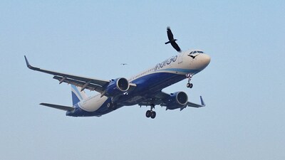 IndiGo