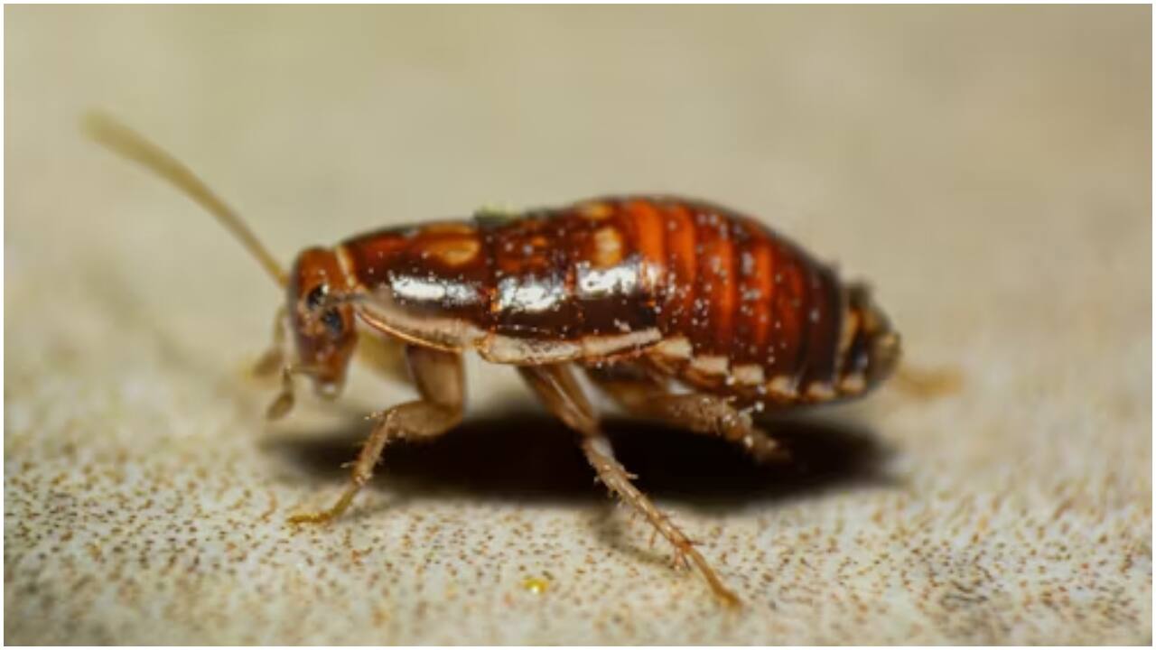 Japan insecticide company holds memorial service for insects killed during product testing