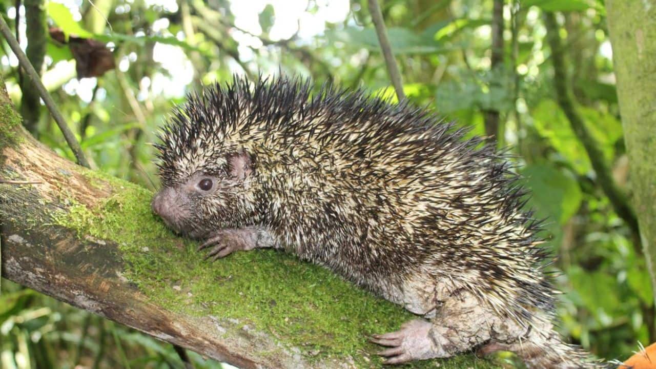 Coendou vossi marks Colombia’s first new porcupine species in 126 years. (Image: Instituto Humboldt)Coendou vossi marks Colombia’s first new porcupine species in 126 years. (Image: Instituto Humboldt)