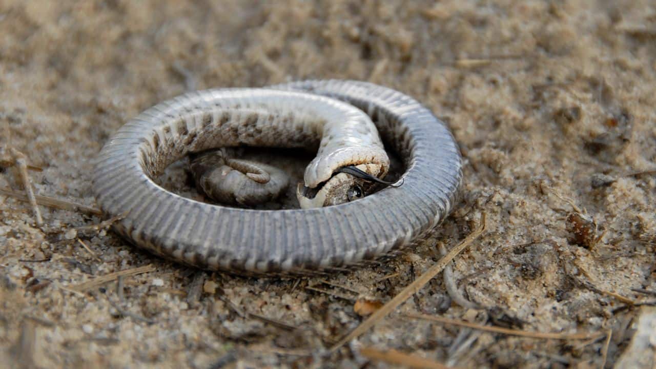 Meet the zombie snake that rises from the dead: the clever trick it uses to escape predators