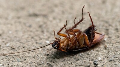 How to kill cockroaches: Natural repellents like essential oils, vinegar, and neem work wonders to avoid the movement of cockroaches in the kitchen (Image: Pexels)